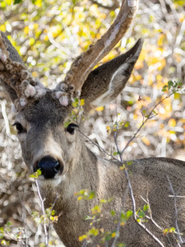 Chronic Wasting Disease: Is It Dangerous to Humans?